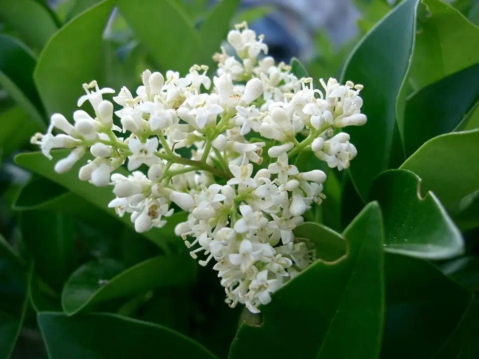 Wax-leaf ligustrum (Ligustrum japonicum)