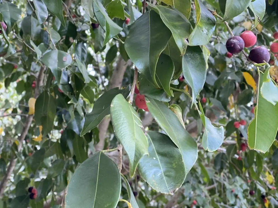 Weeping fig (Ficus benjamina)