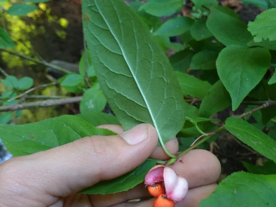 Western burning bush (Euonymus occidentalis)