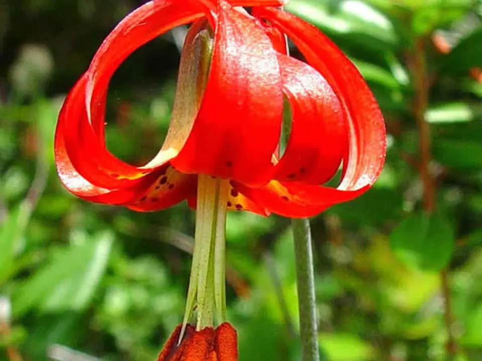 Western lily (Lilium occidentale)