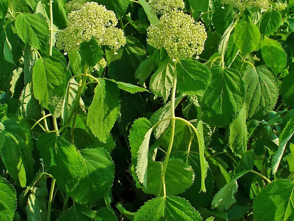 Wild hydrangea (Hydrangea arborescens)
