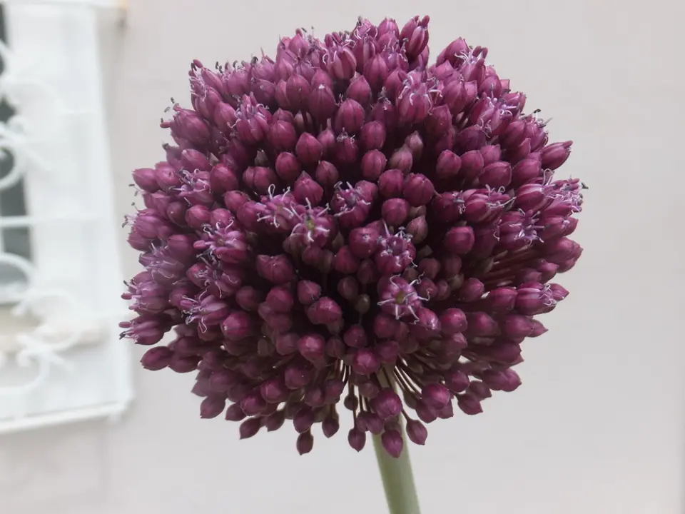 Wild leek (Allium ampeloprasum)
