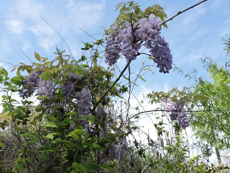 Wisterias (Wisteria spp.)