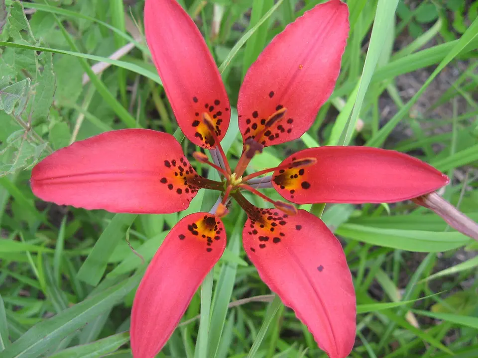 Wood lily (Lilium philadelphicum)