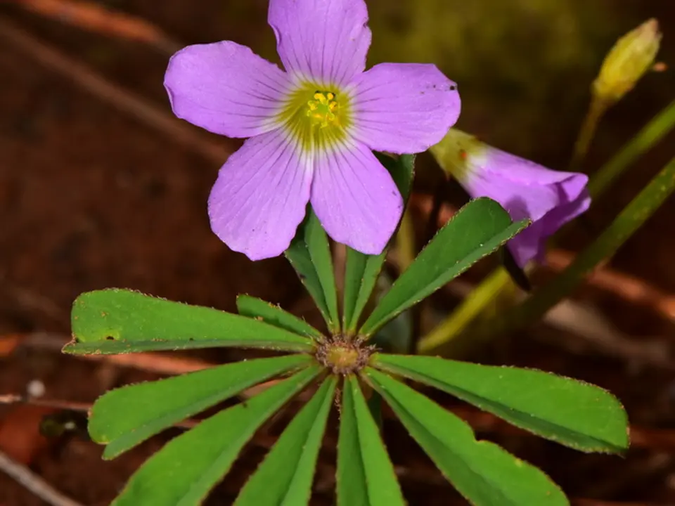 Woodsorrels (Oxalis spp.)