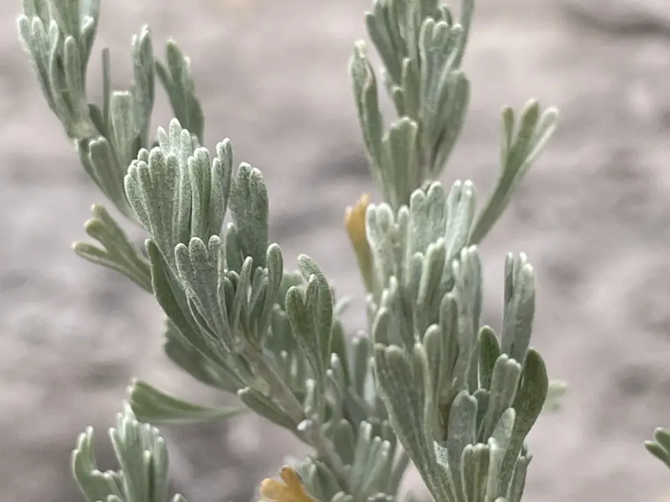 Wormwoods and sagebrushes (Artemisia spp.)