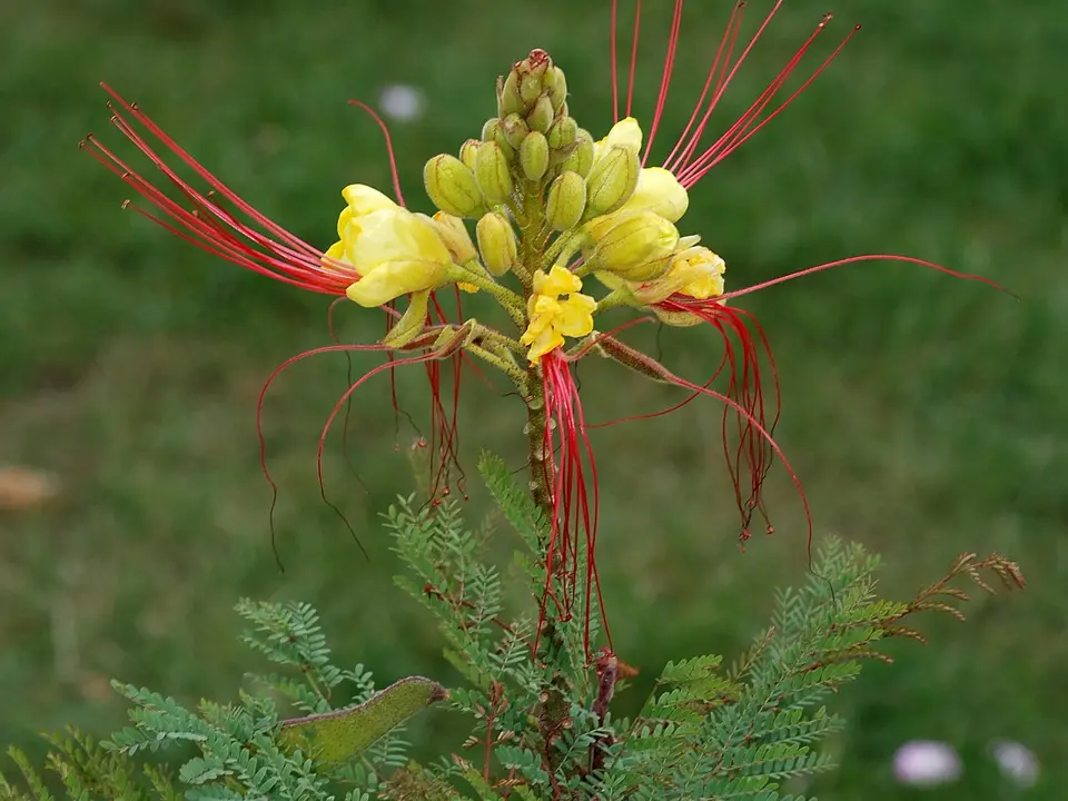 Yellow bird-of-paradise shrub (Erythrostemon gilliesii)