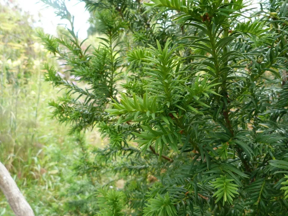 Yews (Taxus spp.)