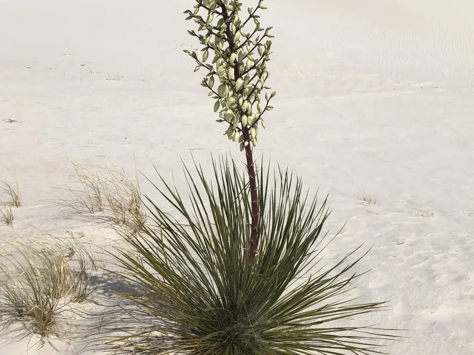 Yuccas (Yucca spp.)