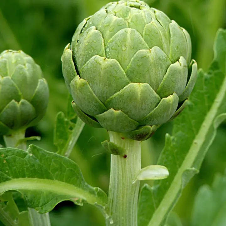 Artichokes