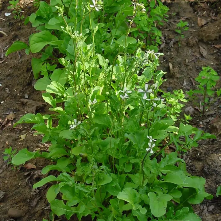 Arugula