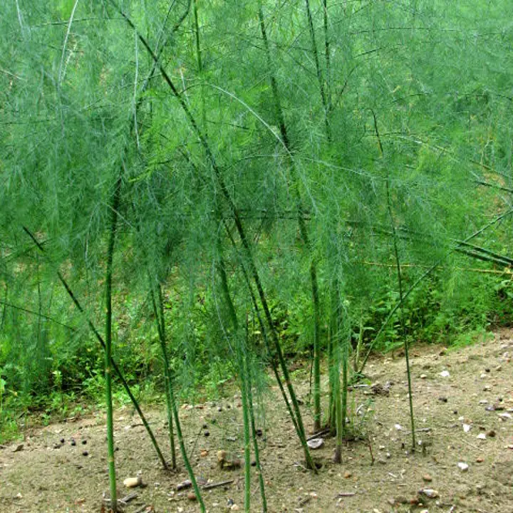 Asparagus