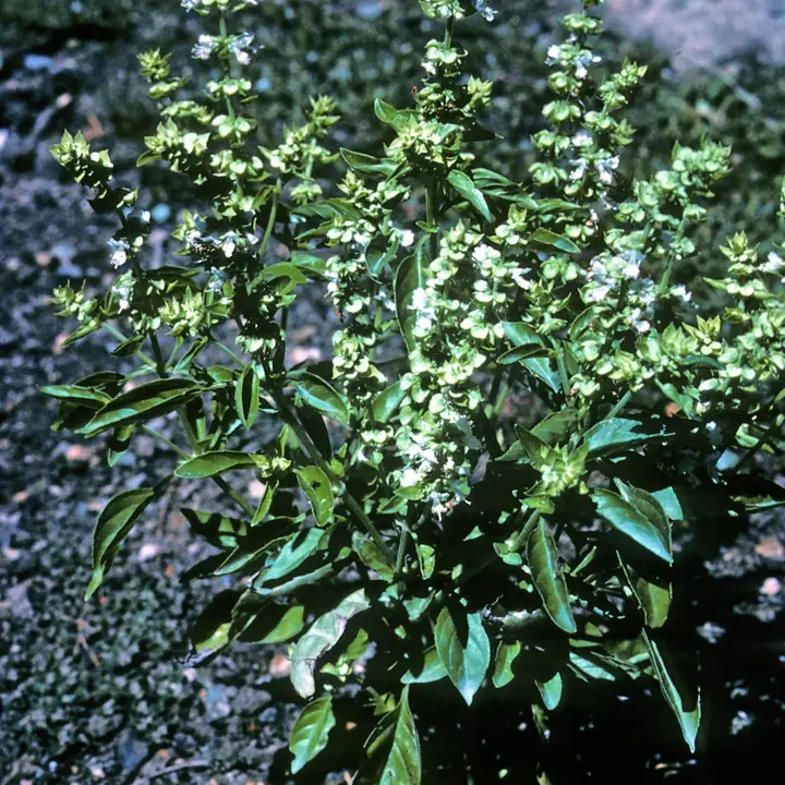 Basil
