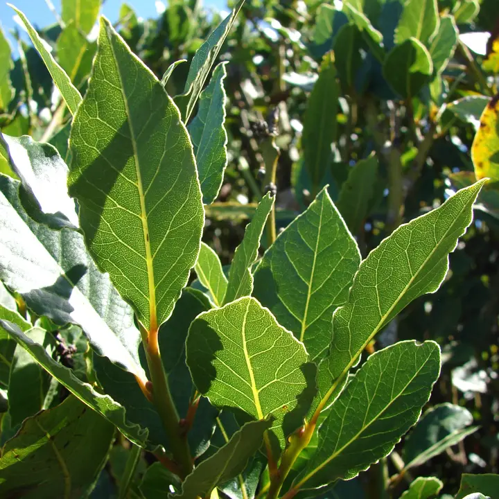 Bay laurel