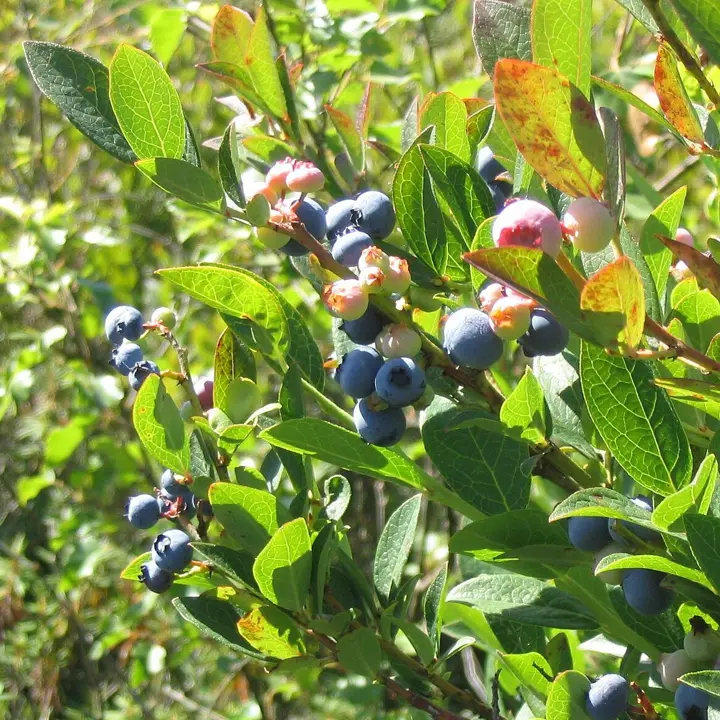 Blueberries