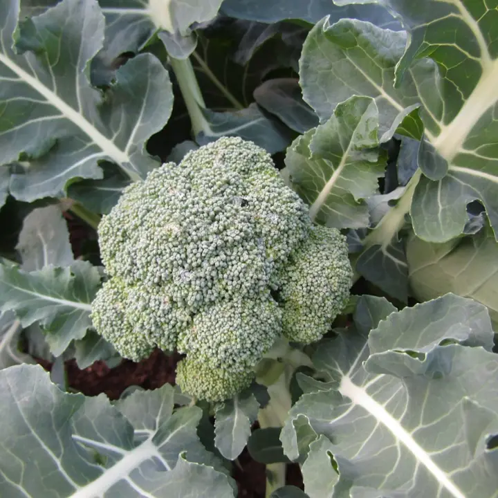 Broccoli