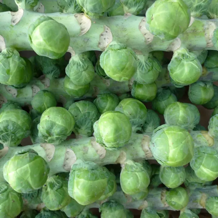Brussels sprouts