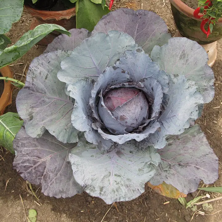 Cabbage