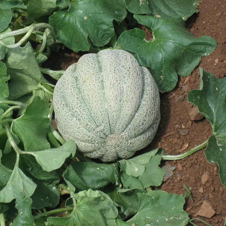 Cantaloupe