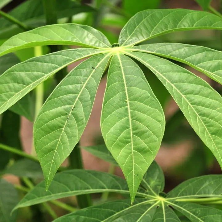 Cassava