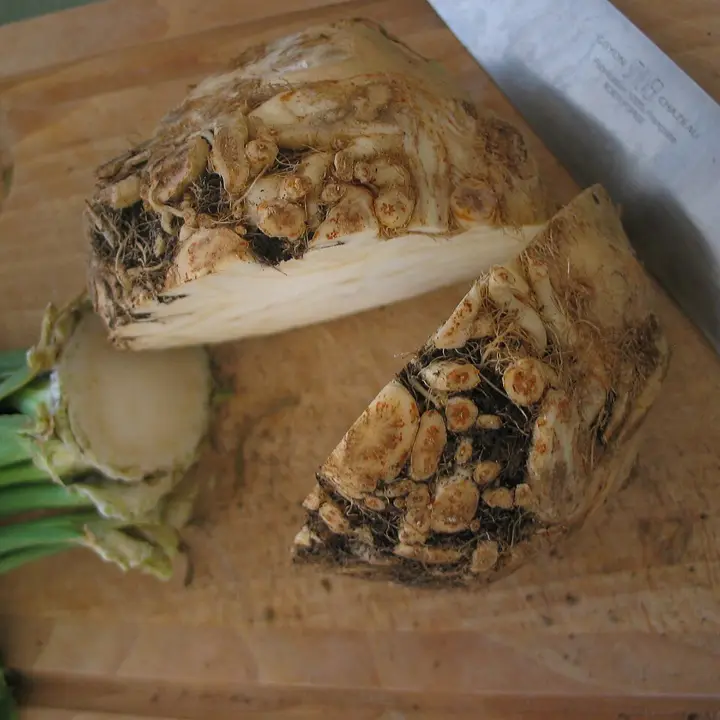 Celeriac