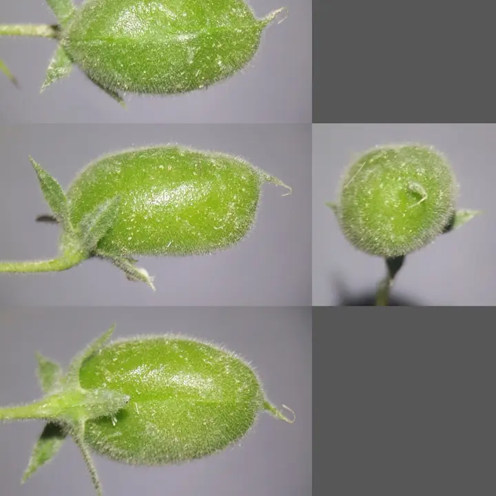 Chickpeas