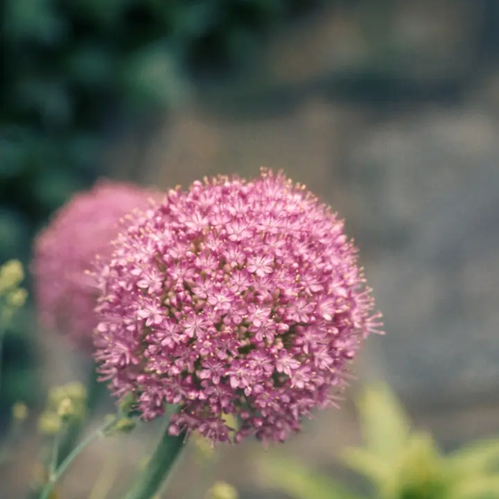 Chives