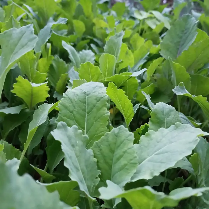 Collards