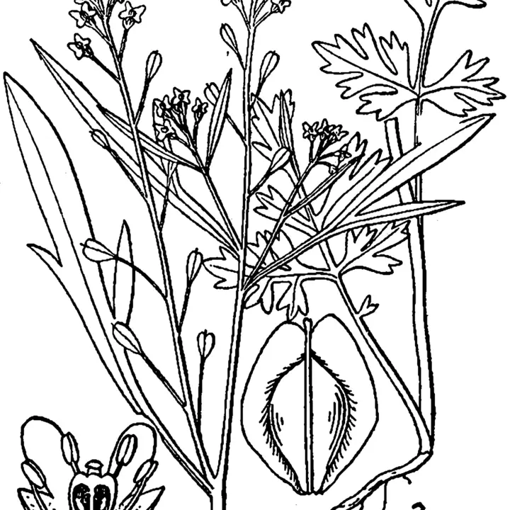 Cress