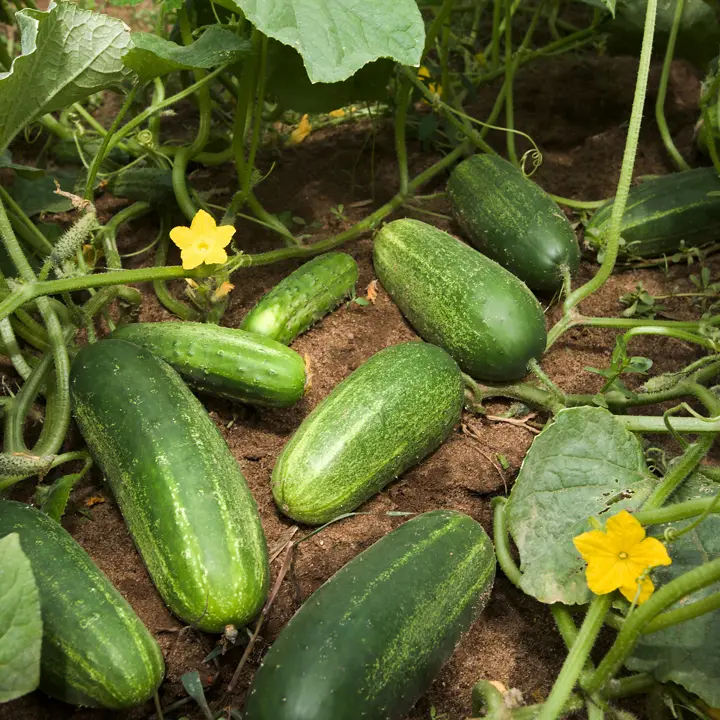 Cucumbers
