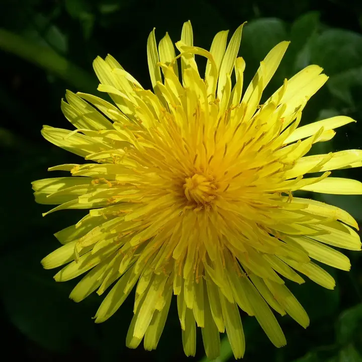 Dandelion greens