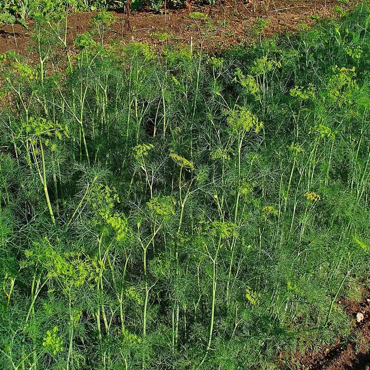 Dill