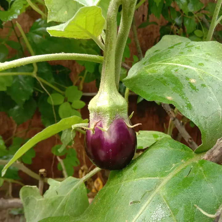 Eggplant