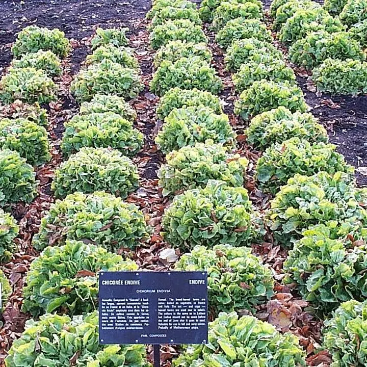 Endive and escarole