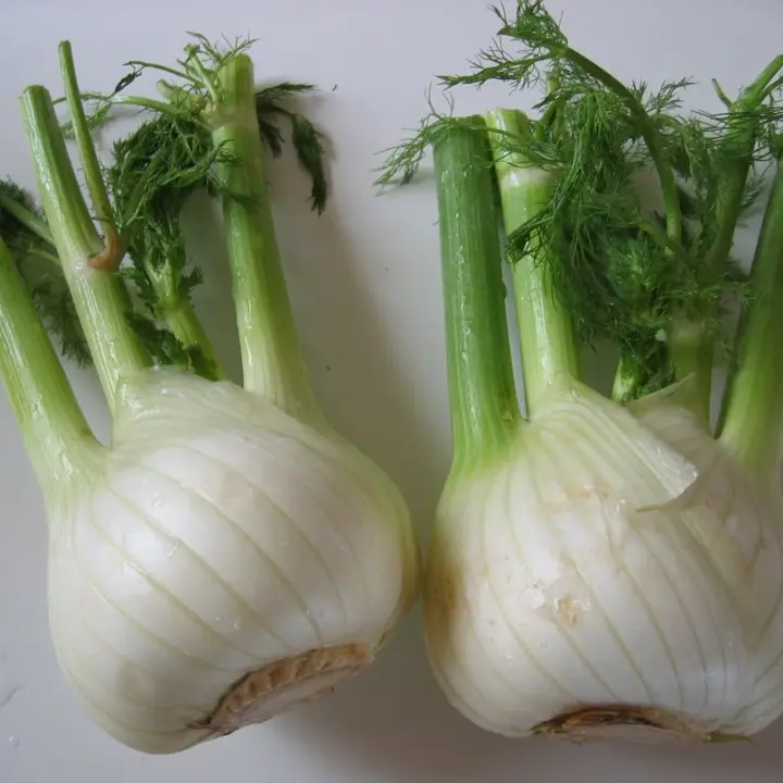 Fennel