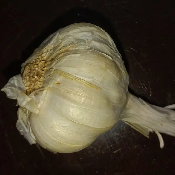 Garlic