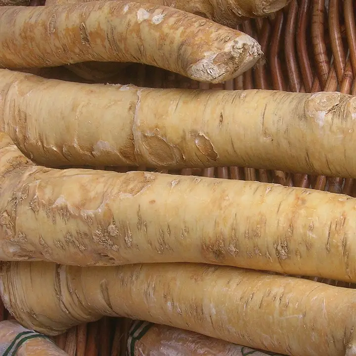 Horseradish