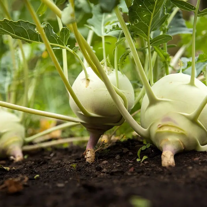 Kohlrabi