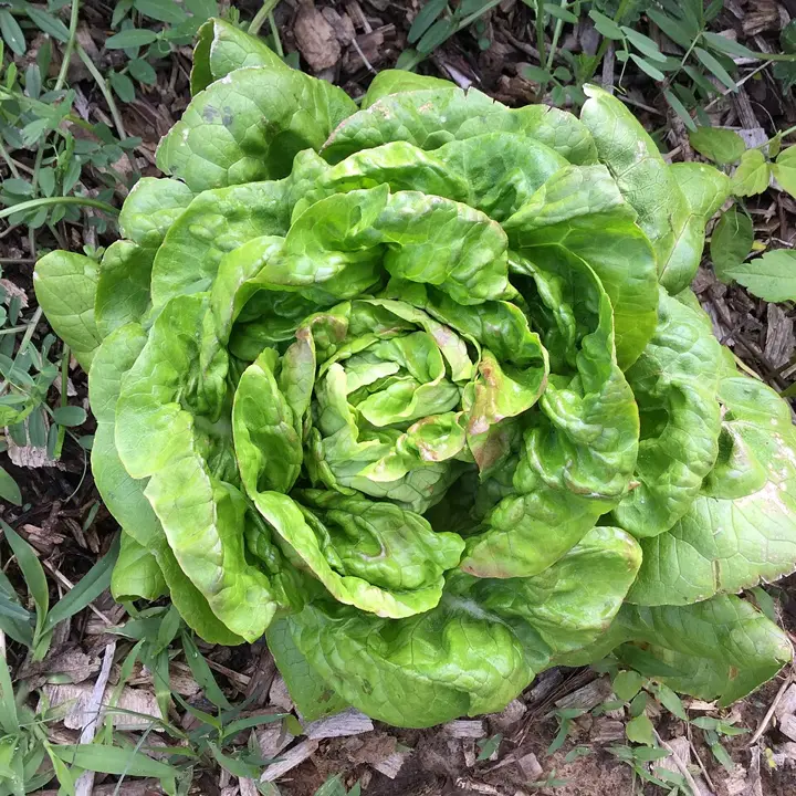Lettuce