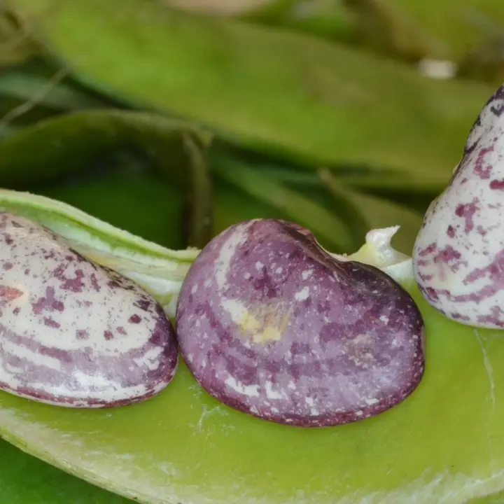 Lima beans