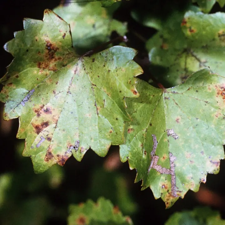 Muscadine grapes