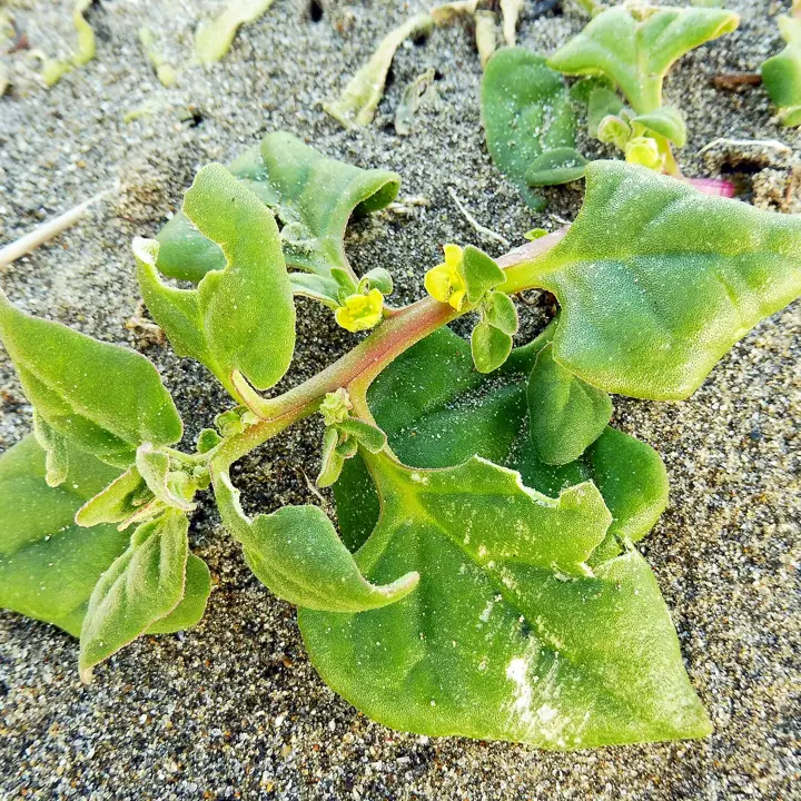 New Zealand spinach