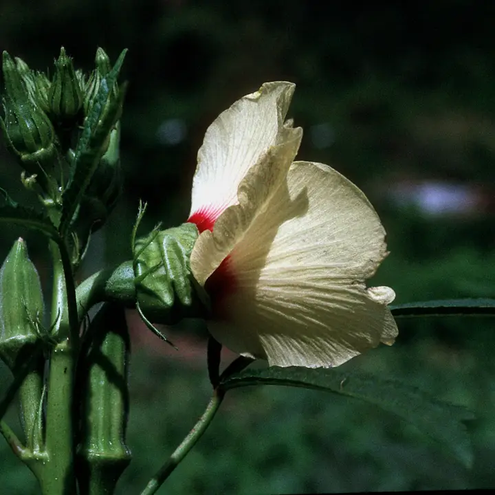 Okra