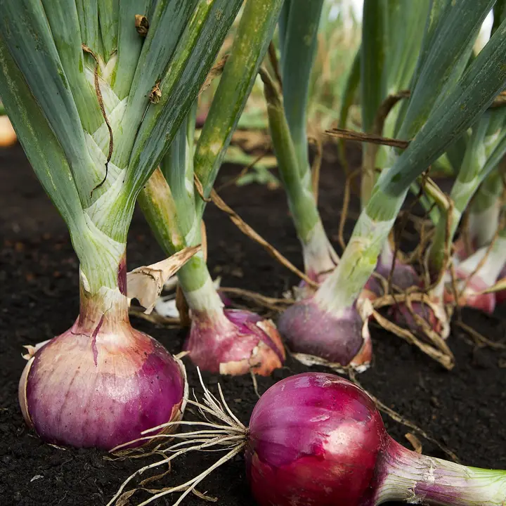 Onions