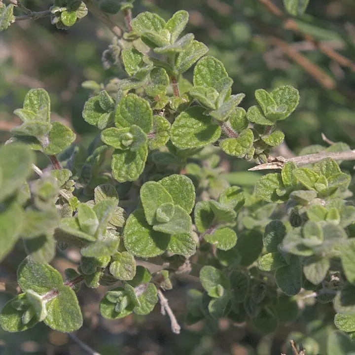 Oregano