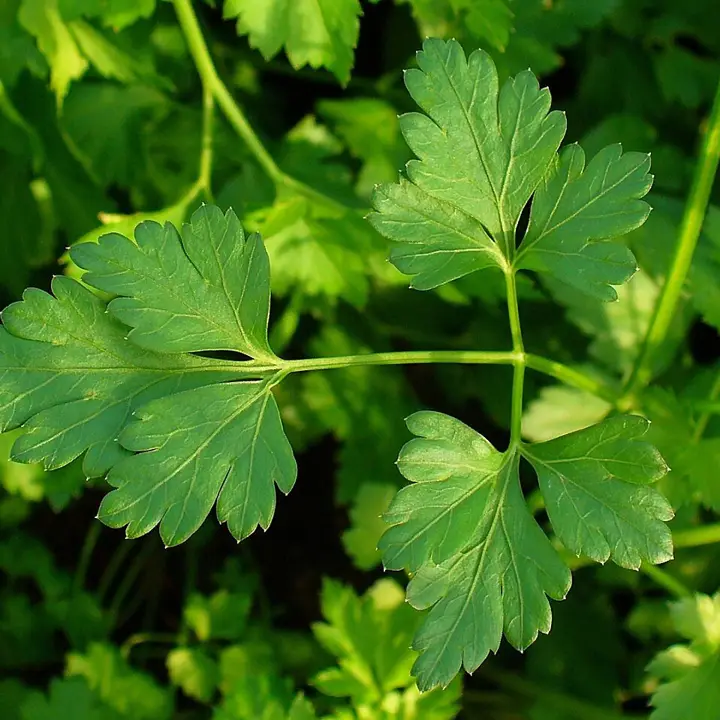 Parsley