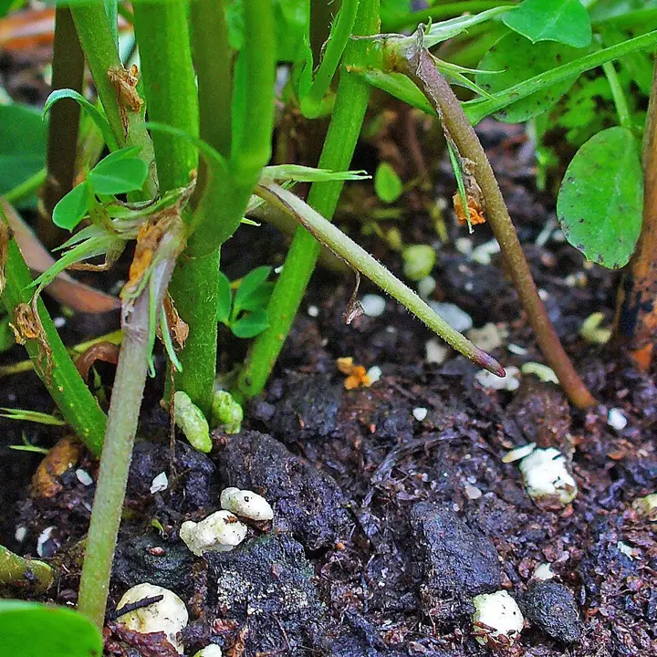Peanuts