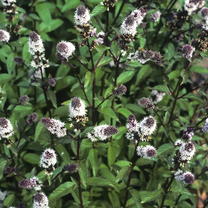 Peppermint