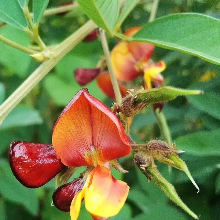Pigeon peas