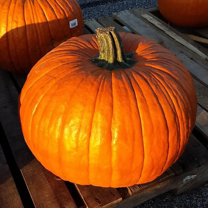 Pumpkins